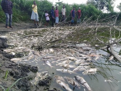 বাগেরহাটে মৎস্য ঘেরে বিষ, ১৫ লক্ষ টাকার ক্ষতি বাগেরহাটে মৎস্য ঘেরে বিষ, ১৫ লক্ষ টাকার ক্ষতি